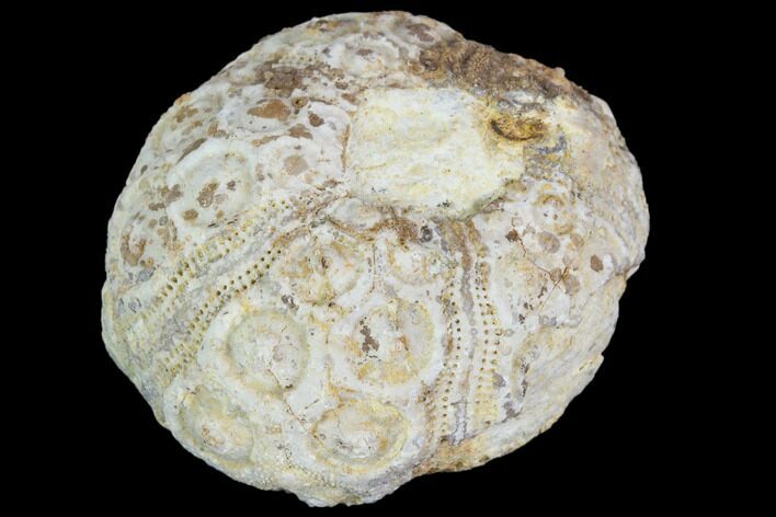 Fossil Sea Urchin (Drocidaris) - Morocco #104498
